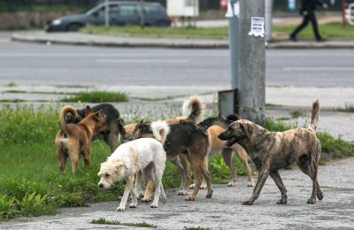 Спрашивали-отвечаем: о братьях наших меньших