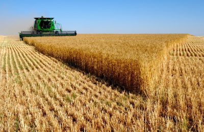 Новосибирская область на треть увеличила экспорт зерна за первое полугодие