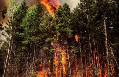 Риски распространения лесных пожаров снизятся благодаря поручениям Владимира Путина
