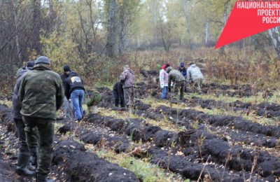 Кедры, сосны и лиственницы: 120 тысяч деревьев высадят в регионе по нацпроекту