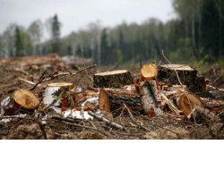 В Новосибирской области удалось добиться снижения объема незаконных рубок леса