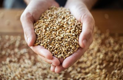 Почти 600 тысяч тонн новосибирского зерна отправлено на экспорт в 2021 году