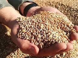 Произведенное в 2021 году в Новосибирской области зерно почти вдвое превысило внутреннюю потребность региона