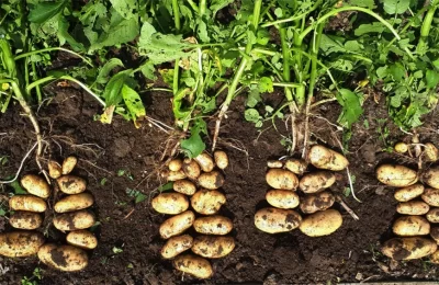«Клонировать» натуральный картофель для повышения урожайности начали селекционеры региона