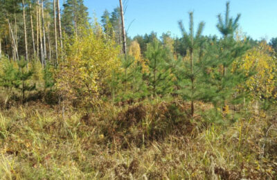 150 гектаров леса на территории Сузунского лесничества восстановили по нацпроекту