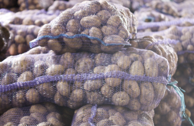 Более 60 тысяч тонн картофеля собрали сельхозпредприятия Новосибирской области 