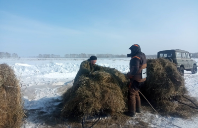 Столовая для косули