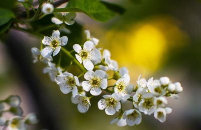 Где весною от черёмух бело…