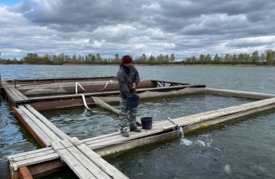В Новосибирской области продолжается «зарыбление» водоемов рыбопосадочным материалом ценных видов рыб