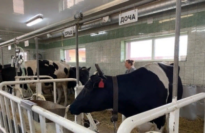 Более 2200 тонн молока: новосибирские коровы обогнали по суточным надоям всех в Сибири и за Уралом