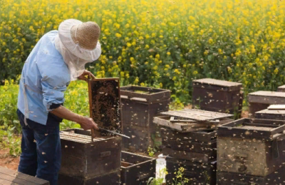 Пчеловодство и автоматизация сельского хозяйства: в регионе растет количество технических специальностей и интерес к ним