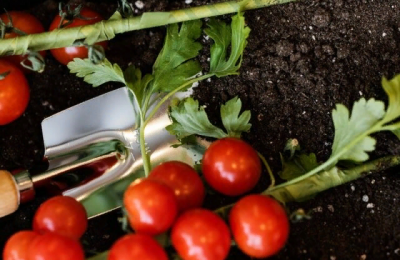 Агроном из Новосибирска назвала сорта томатов для выращивания в марте