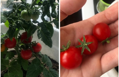 Агроном Людмила Шубина рассказала, как пикировать рассаду томатов