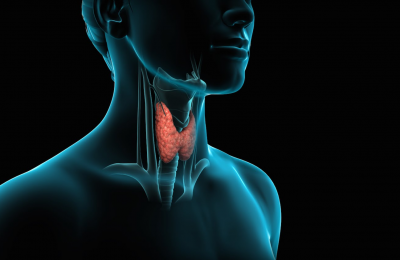 Щитовидная железа и ее заболевания