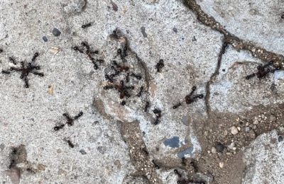 Агроном рассказала, как избавиться от муравьев на даче