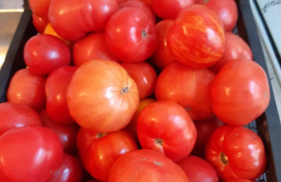 Когда высаживать рассаду томатов и чем подкармливать для богатого урожая?