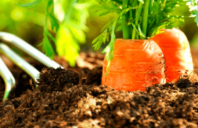 Агроном Шубина раскрыла секреты посева моркови
