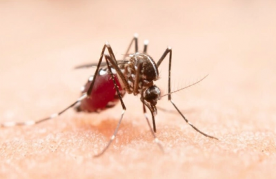 Температура под 40: трёхдневную лихорадку принесли комары