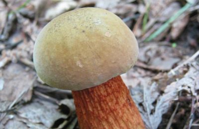 Миколог рассказала, какие грибы можно найти в Новосибирской области