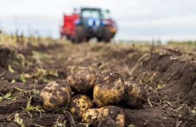 Срочно выйти с тяпками на картошку призвал жителей Новосибирской области агроном Мармулев