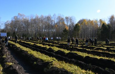 Акция «Посади лес» в Сузунском районе