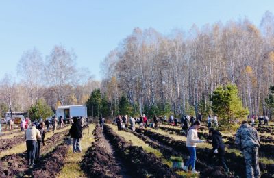 Я впервые садила лес