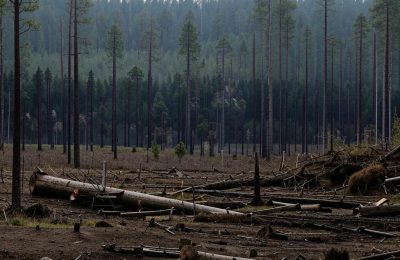 В Сузунском районе причинён ущерб лесному фонду на сумму более двух миллионов рублей