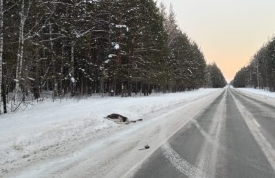 Подробности столкновения автомобиля с  лосем