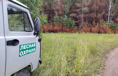 Вид из космоса: незаконные рубки в Новосибирской области сократились в несколько раз благодаря дистанционному мониторингу
