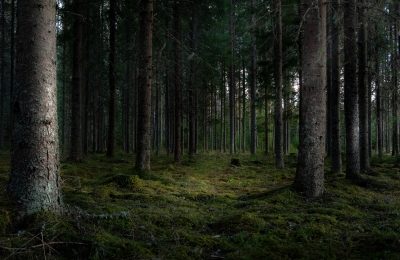 Грибник из Сузуна провёл ночь в лесу