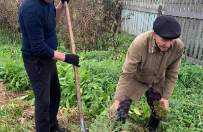 Пусть растут ели