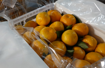 Специалисты Россельхознадзора рассказывают, как безопасно выбрать цитрусовые