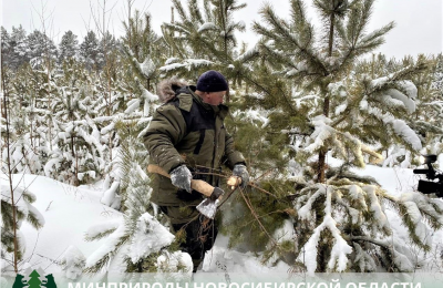Минприроды региона напоминает об ответственности за незаконную вырубку елей и сосен