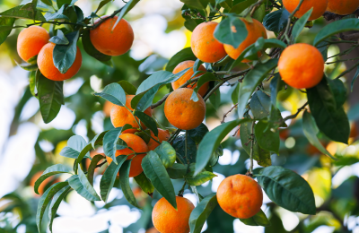 Ключевые критерии выбора качественных мандаринов к Новому году