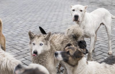 Внимание, Сузун! Самовыгул собак – угроза здоровью и жизни