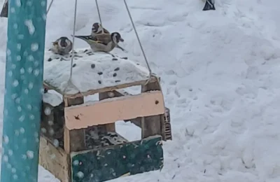 Ресторан для пернатых