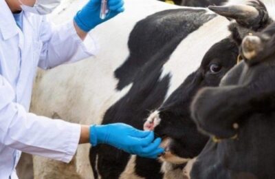 Собственникам ЛПХ оформляют первые компенсационные выплаты за изъятых сельскохозяйственных животных  