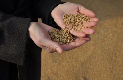 В НГТУ НЭТИ совершенствуют метод предпосевной подготовки семян