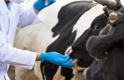 Правительство Новосибирской области утвердило пакет мер поддержки для жителей региона, утративших сельскохозяйственных животных