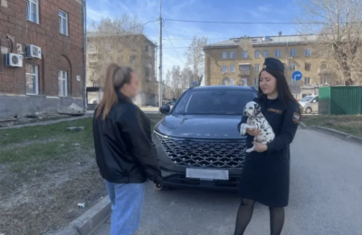 В Новосибирске судебные приставы нашли должника благодаря объявлению о продаже щенков далматинца