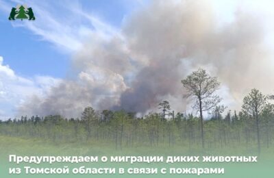Миграция животных из-за томских пожаров: что нужно знать